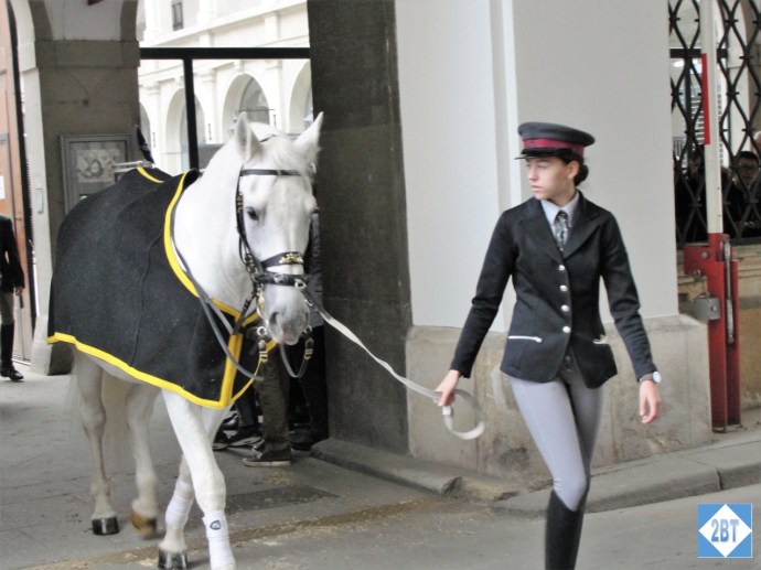 One of the magnificent Lipizzaner stallions